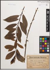 Foto von Salix caprea L. x Salix purpurea L.